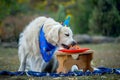 Holiday birthday dog Ã¢â¬â¹Ã¢â¬â¹Golden Retriever. Dog, holiday dog Ã¢â¬â¹Ã¢â¬â¹torus